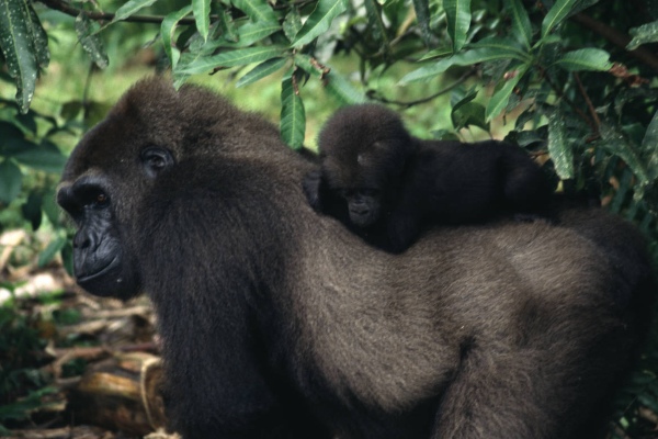 Gabon gorilla