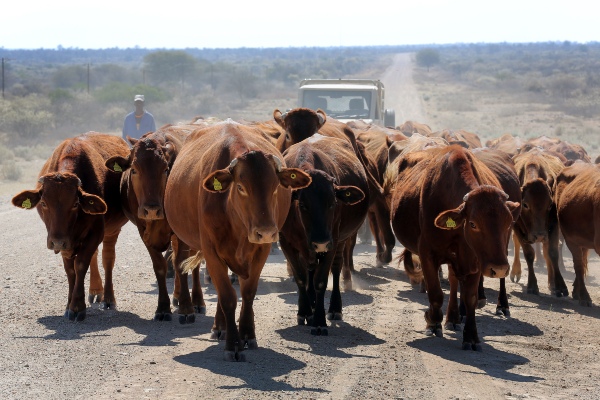 Namibian cattle herders