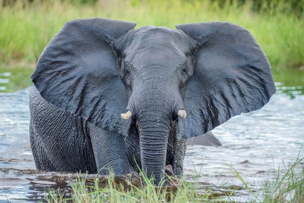 Okavango elephant