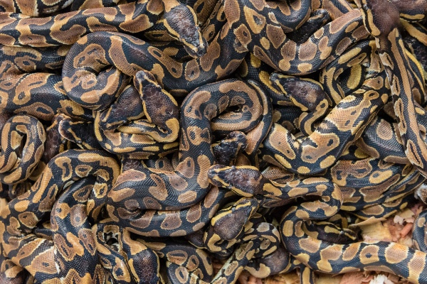 pythons.jpg