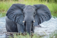 Why are elephants dying in Botswana?