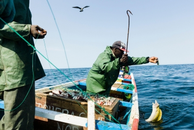 Fisherman Mohammed Sovv hooks an eel at an anchored long line off the coast of Nouakchott, Mauritania. Alamy