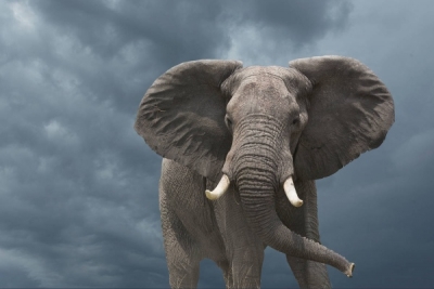 An estimated 130,000 elephants call the Okavango Delta home.