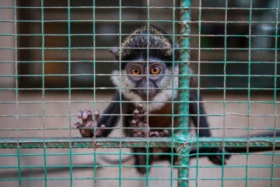 A white-throated guenon being trafficked for the global pet trade. Photo: World Animal Protection. 