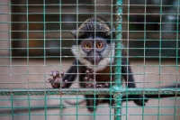 Ethiopian Airlines linked to ‘dangerous’ exotic pet trade